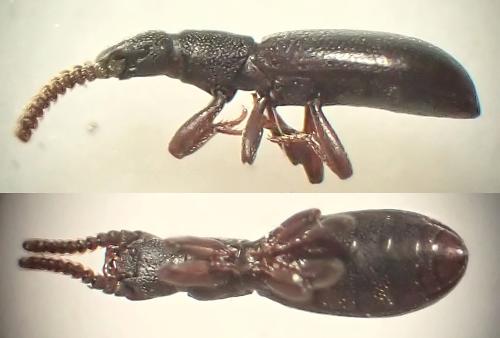 Réf. 338 023 : Dichillus minutus